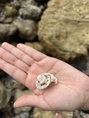 Megastraea undosa