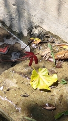 Neurothemis taiwanensis