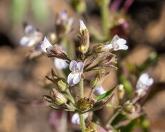 Collinsia childii