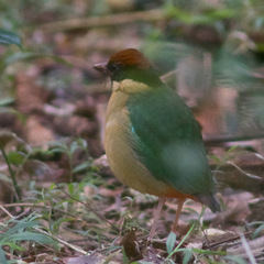 Pitta versicolor