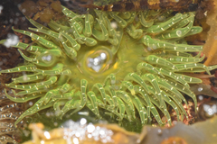 Anthopleura artemisia