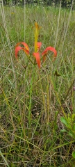 Lilium catesbaei