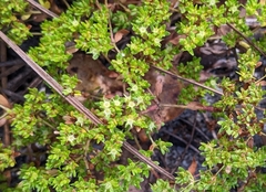 Paronychia herniarioides