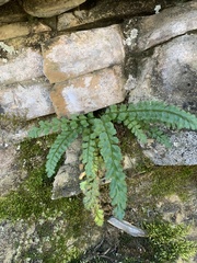 Asplenium viride