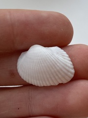 Arcidae
