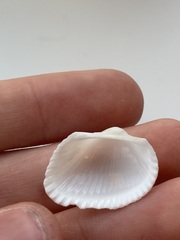 Arcidae