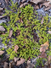 Paronychia herniarioides