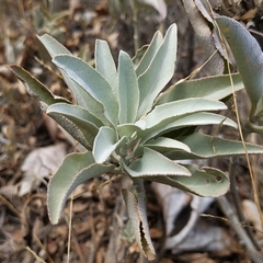 Salvia apiana
