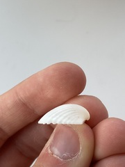 Arcidae