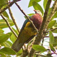 Ptilinopus magnificus