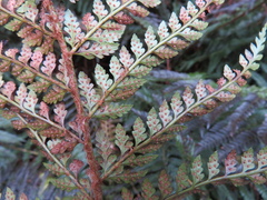 Polystichum proliferum