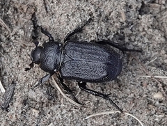 Cremastocheilus knochii