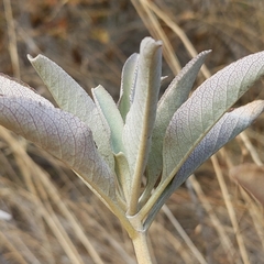 Salvia apiana