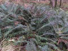 Polystichum proliferum