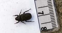 Cremastocheilus knochii