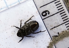 Cremastocheilus knochii