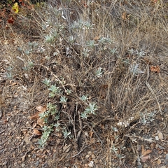 Salvia apiana