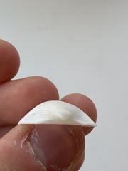 Arcidae