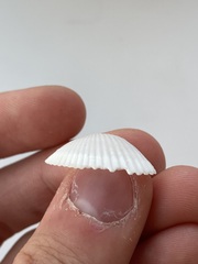 Arcidae