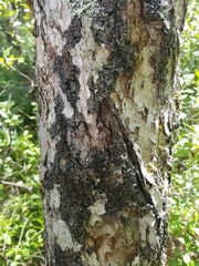 Fuscopannaria leucosticta