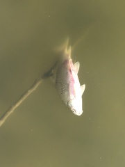 Carpiodes carpio