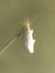 Carpiodes carpio