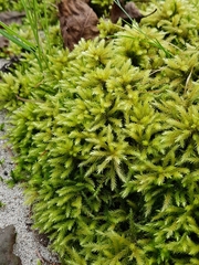 Climacium dendroides