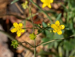 Ranunculus occidentalis
