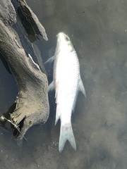 Carpiodes carpio