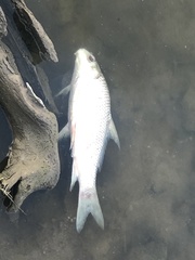 Carpiodes carpio