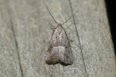 Hypenodes fractilinea