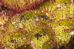 Drosera zonaria