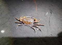 Nanhaipotamon formosanum