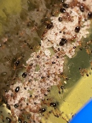 Monomorium intrudens