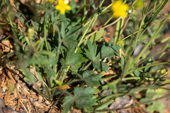 Ranunculus occidentalis