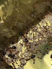 Monomorium intrudens