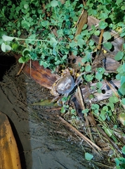 Nanhaipotamon formosanum