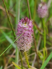 Polygala cruciata