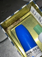 Monomorium intrudens