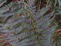 Polystichum proliferum