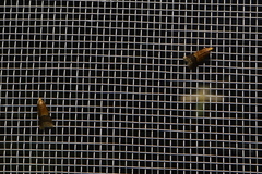 Eulogia ochrifrontella