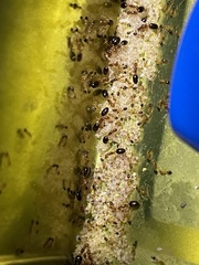 Monomorium intrudens
