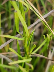 Polygala cruciata