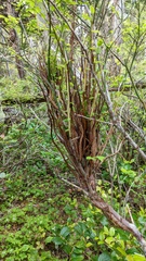 Calyptospora columnaris