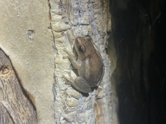 Litoria rubella