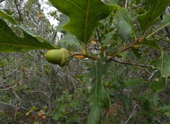 Quercus gambelii