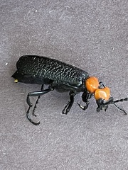 Lytta vulnerata