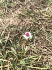 Bistorta bistortoides