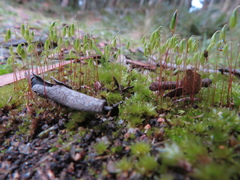 Ptychostomum capillare