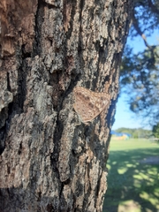 Asterocampa celtis
